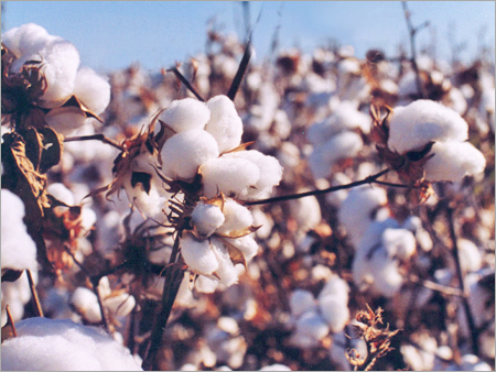 Cotton Bush