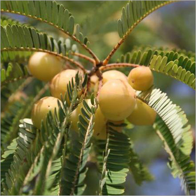 Emblica officinalis (Amla)