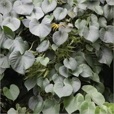 Tinospora Cordifolia (Giloe )