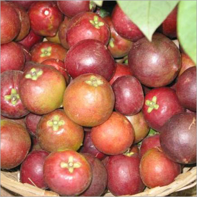Garcinia Indica (Kokum)