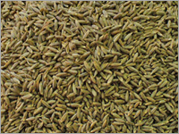 Cumin - 3-5 mm Brown, 10% Moisture, <1% Impurities | Distinct Flavor, Culinary Uses, Versatile Spice