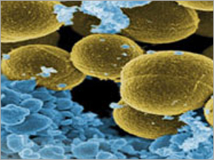 Bacterial Strains (Bulk)