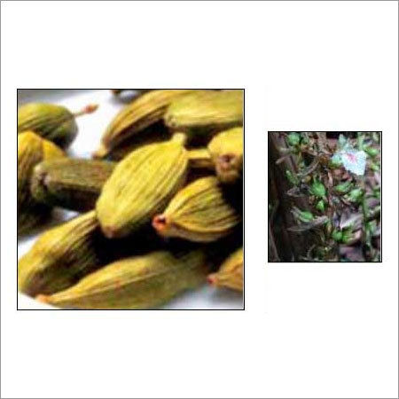 Cardamom Oil - Age Group: Children