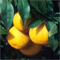 Orange Oil