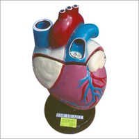 Human Anatomical Models