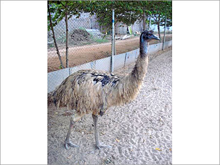 Emu