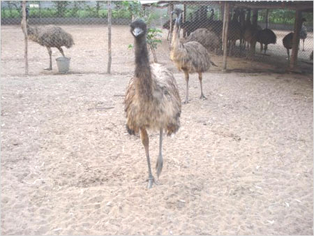Emu Consultance