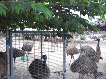 Emu Birds Products