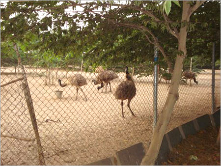 Training Emu Farm Professional