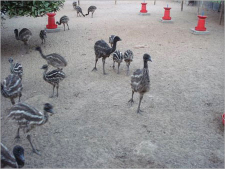 chicks