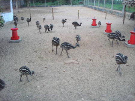 Hatch Quality EMU Chicks
