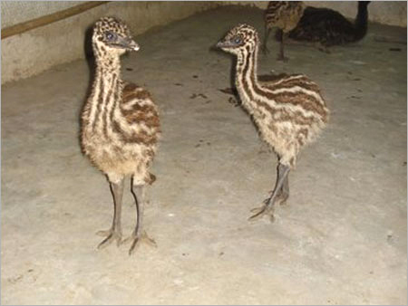 EMU Chick Pair