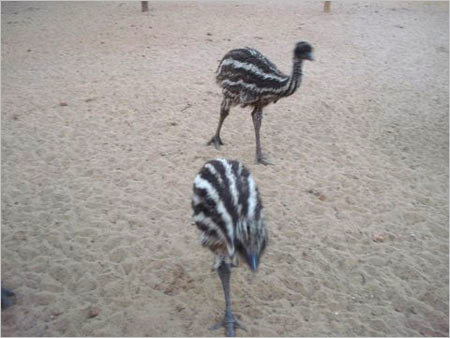 Emu Chicks