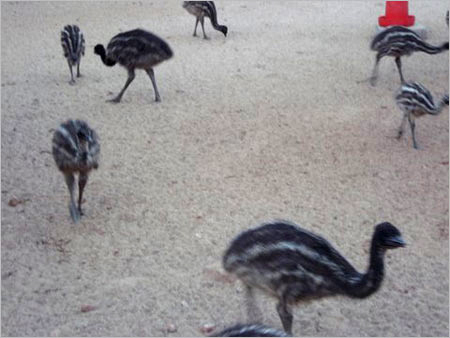 Emu Nutritious Products