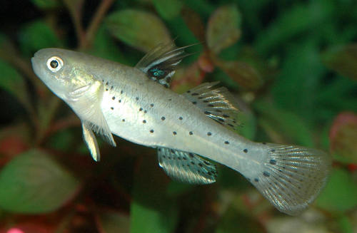 Stigma Togobius Sadanundio
