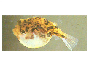 Monotrethus Travancoricus