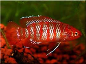 Badis Bengalensis