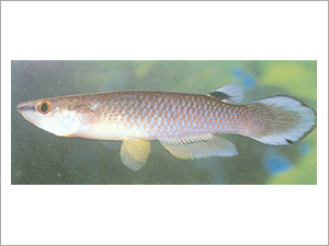 Aplocheilus Panchox