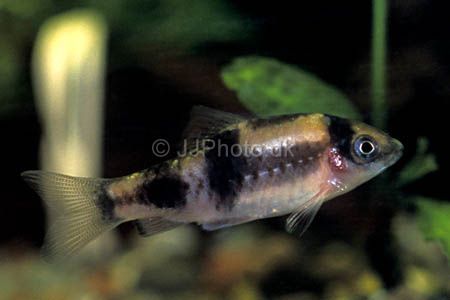 Puntius Fasciatus Fasciatus