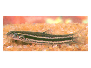 Lepidocethalus Gunthea