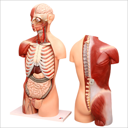 HUMAN TORSO WITH HEAD