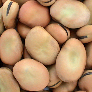 Broad Beans