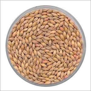 Barley