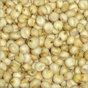 White Sorghum