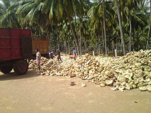 Coconut Products