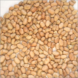 Faba Beans