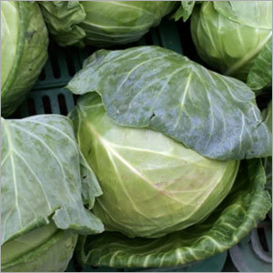 Leafy Green Cabbage