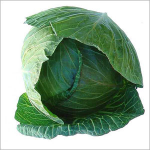 Fresh Cabbage