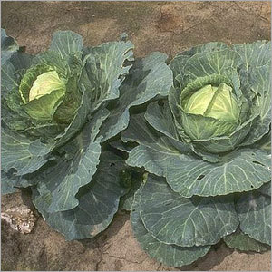 Green Cabbage