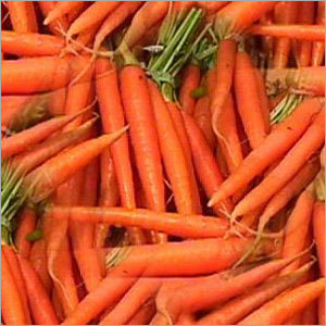 Fresh Red Carrots