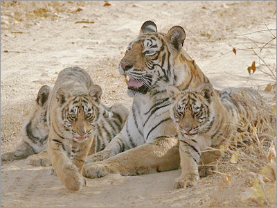 Tiger With Cubs