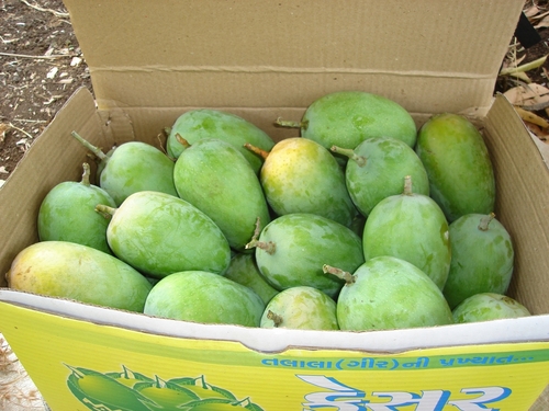 Raw Mango