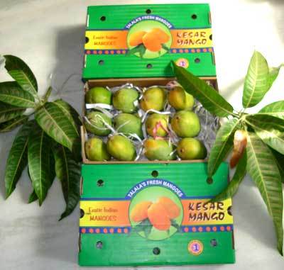 Fresh Green Keri ( Fresh Mango )