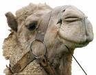 Camel Feed