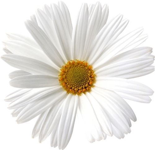 Sola Sun Flower