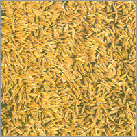 Cumin Seeds