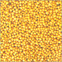 Yellow Mustard Seeds