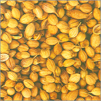 Coriander Seeds