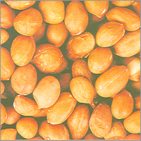 Groundnut Kernels