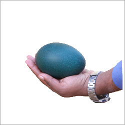 Emu Hatching Eggs