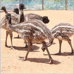3 Months Old Emu Chicks