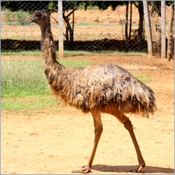 6 -12 Months Of Emu Growers