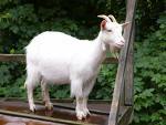 Goat feed