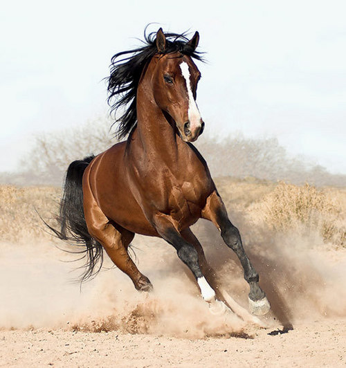 Horse Feed