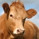 "FIBO+": 100% Natural Animal feed supplement