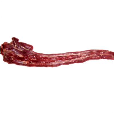 Tail
